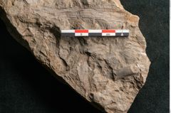 Foto (Detailansicht) von Neuropteris pteroides Goeppert (NHMW-GEO-2024-0188-10673)